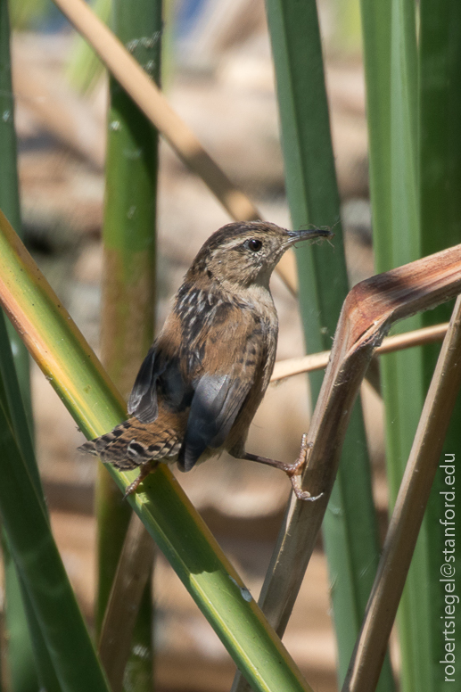 emily renzel wetlands